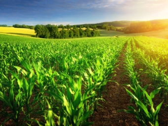 Agriculture