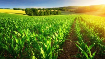 Agriculture
