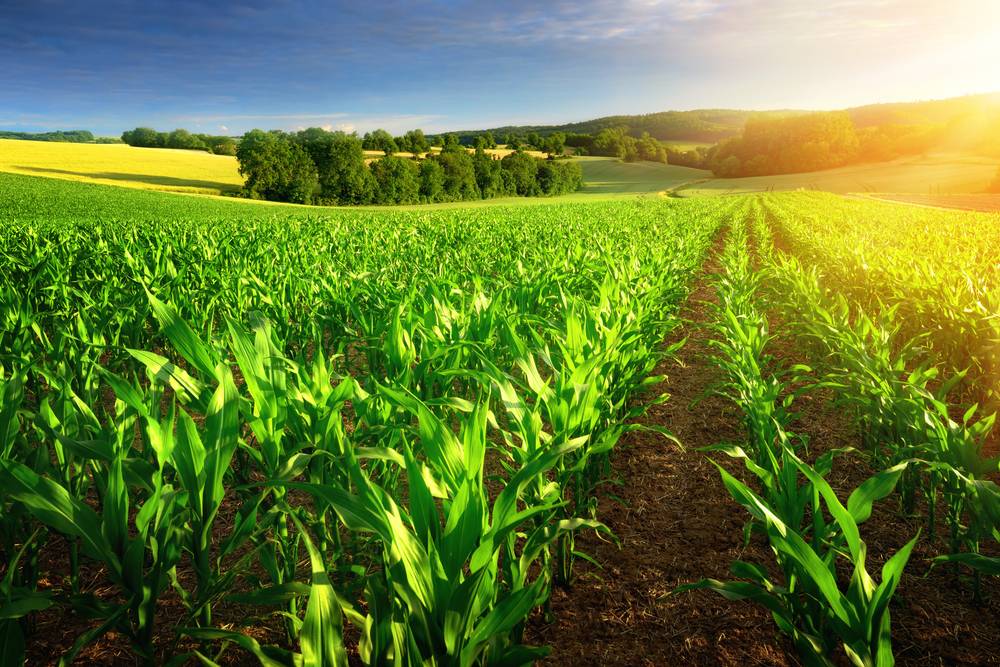 Agriculture